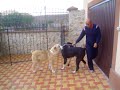 Ciobanesc Asia Centrala Ivan si Selina Ciobanesc Asia Centrala Ivan si Selina