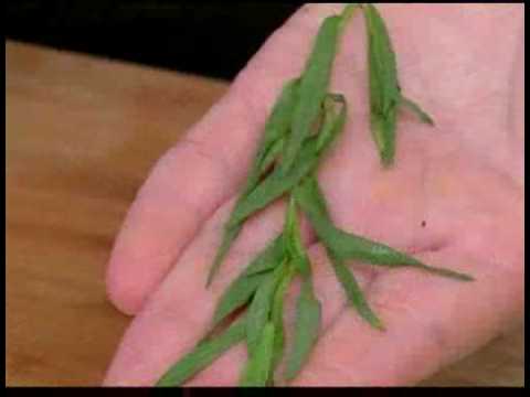 how to harvest tarragon