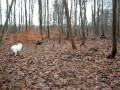 videos de HF-træf i Geel Skov
