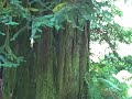DriveAbout 108 - Redwood National Park, CA