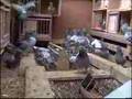 Hodowla Kulbacki , DE KLAK -czesc -1-