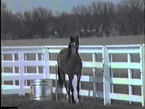 horses grand national