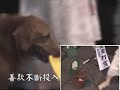 黃金獵犬