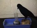 Clever Bird Clever Bird