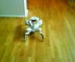 ROBOQUAD 6