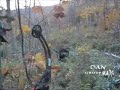 moose