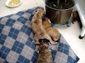 boxer puppies at play