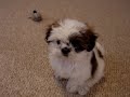 shi tzu- samsooni