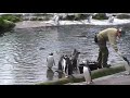 Gorillas 013