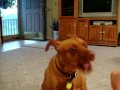 No Treats From Obama