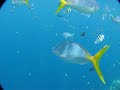Palau snorkling 2008 Palau snorkling 2008