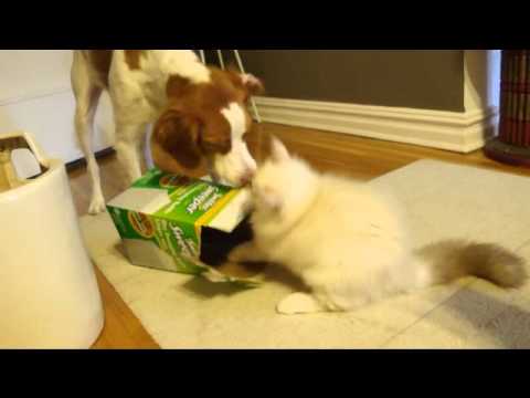0 Ragdoll Cats in Boxes