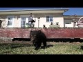 St. Malo couple rescues bear cub