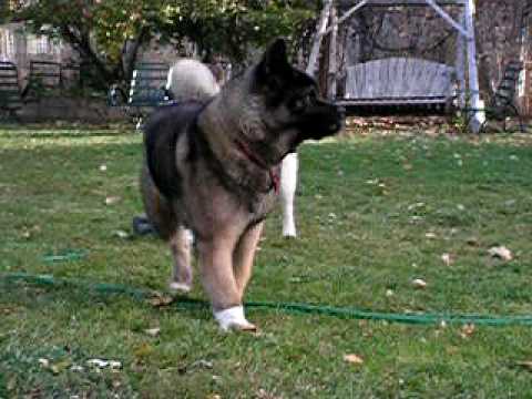 Cold Mountain Akitas Pema & ...