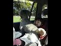 Mateo and Seamus take a car ride together