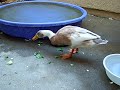 ???????????????????????/ Darwin Loves Bok choy?