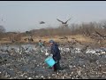 ?????????(tundra swan)