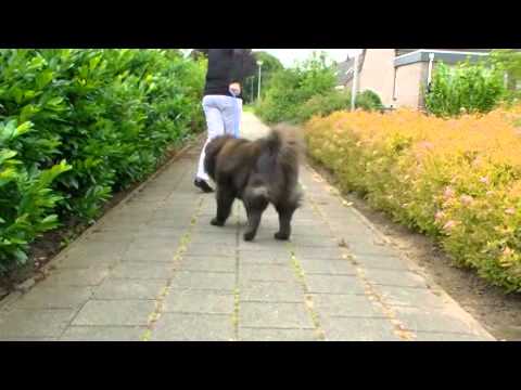 stillgoingstrong - The Chow Chow Shadow is now 12.5 years old. In spite being a senior he is still going strong. Follow Shadow while he is walking in the neighbourhood. Watch h...