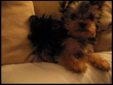 Watch 'Cutest Puppy EVER!!'