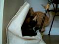 Peanut and Smudge go shopping?