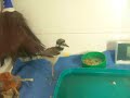 Killdeer chick