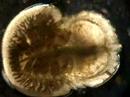 Horseshoe crab Hatchling