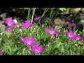 Spokane - Luxury Home Video