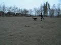 Disc dog