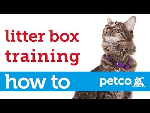 Litter Box Training