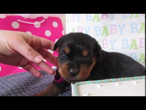Female Rottweiler puppy