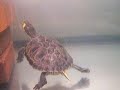 tortue aquatique tortue aquatique