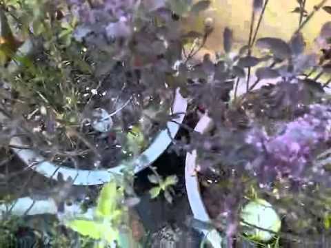 how to fertilize tulsi