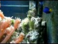 Saltwater Aquarium @ Home