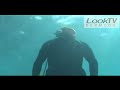 Bermuda Lobster Diving as seen on LookBermuda.TV Bermuda Lobster Diving as seen on LookBermuda.TV