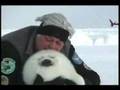Help Stop Seal Hunting Clubbing Continues on Massive Scale.