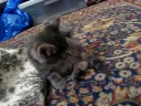 KITTEH! KITTEH!