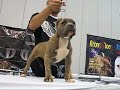 (Bully Coalition) Houston Tx. May 2008 Bully Show (Bully Coalition) Houston Tx. May 2008 Bully Show