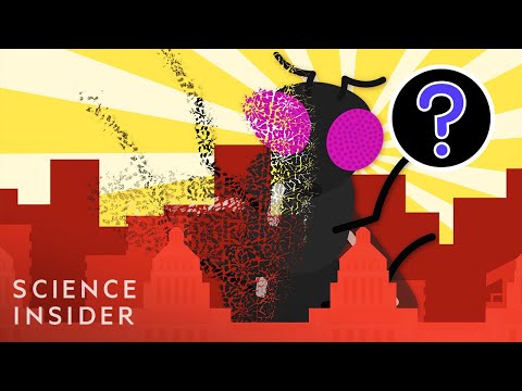 What If All Insects Disappeared?