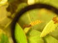 Eggs and hatchling caterpillars (2-3 days old)