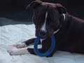 Amstaff fangio el toro
