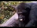 Affe leckt den fingern