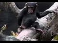 Affe leckt den fingern