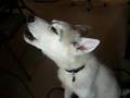Siberian Husky Kota Howling.