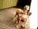 barking babies