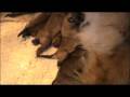 videos de Emiko La Tervura pups december08