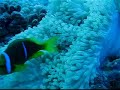 Bora Bora Scuba Diving & Snorkeling