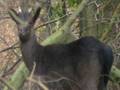 videos de (Rare) Melanistic Fallow Deer
