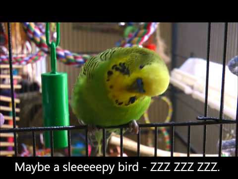 parakeet - Yes, yes, he still loves the word