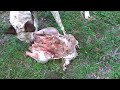 Raw Meat Diet for Dogs