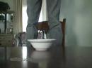 Shazer- Pissed in your Wheaties Shazer- Pissed in your Wheaties
